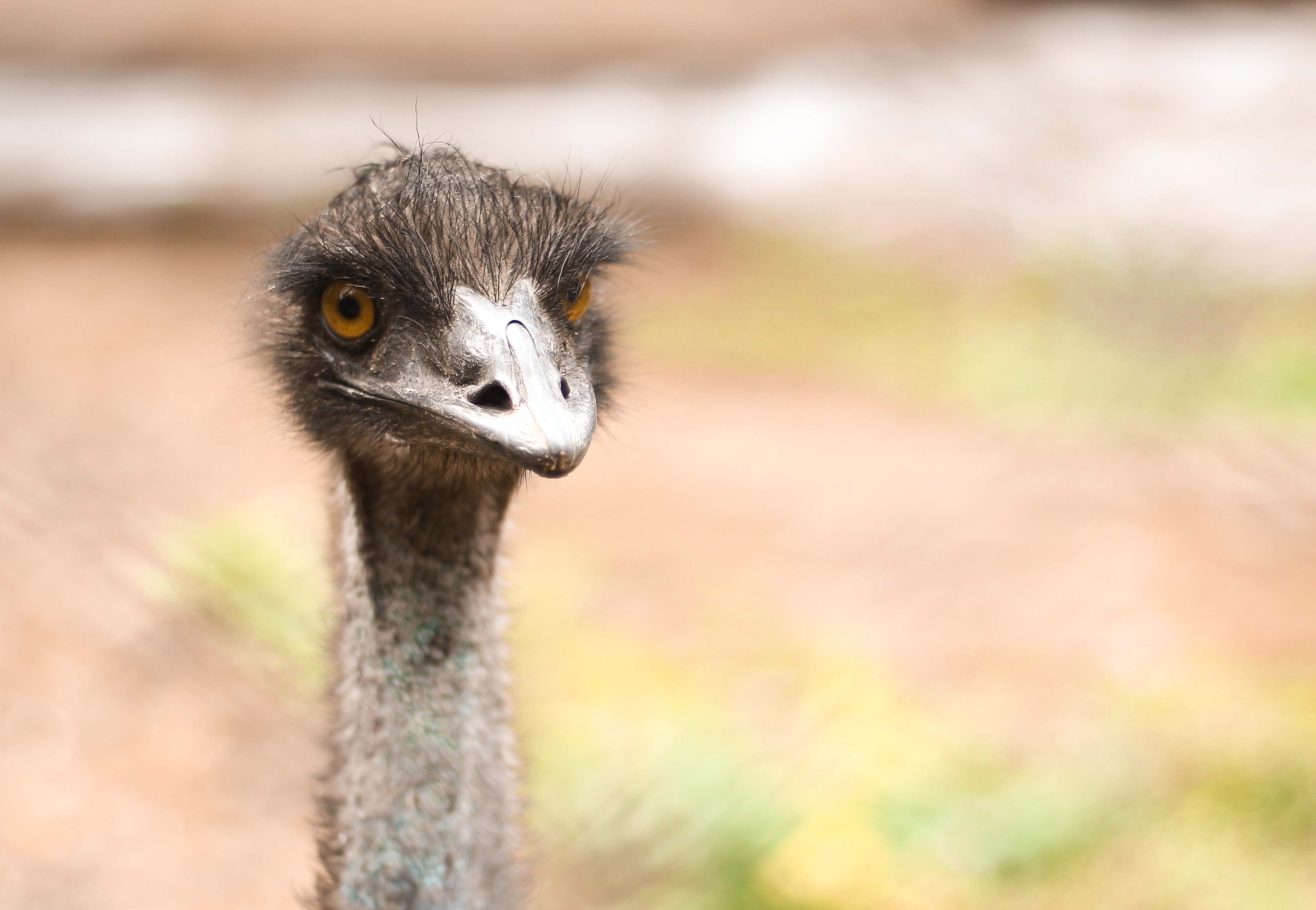 Ostriches can’t fly. To add insult to injury, they’re one of the largest bird species out there. They have to hobble around looking for something to do while their avian counterparts swoop into the air in boundless directions.